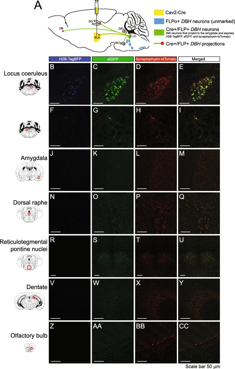 https://cdn.ncbi.nlm.nih.gov/pmc/blobs/18a2/8796356/5216b9ff1541/12915_2022_1227_Fig5_HTML.jpg
