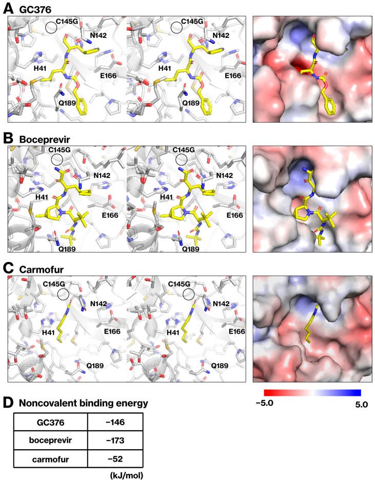 https://cdn.ncbi.nlm.nih.gov/pmc/blobs/18a3/11172239/e9df77658016/ijms-25-05767-g004.jpg