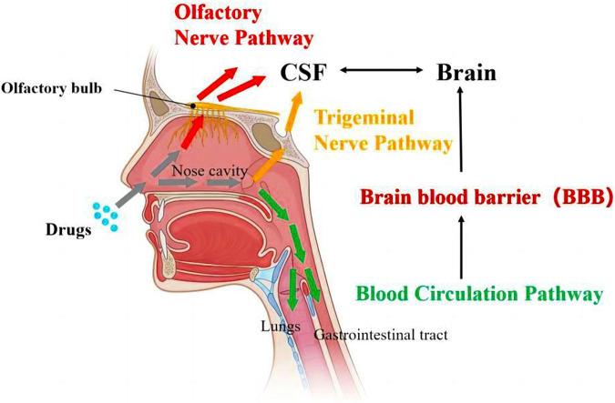 https://cdn.ncbi.nlm.nih.gov/pmc/blobs/18a4/10477605/59a4ee749ef9/fcell-11-1214450-g001.jpg