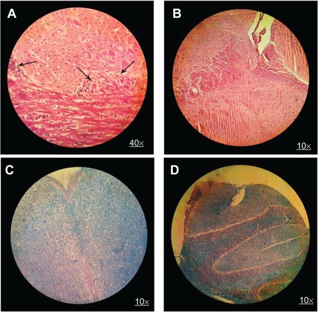 https://cdn.ncbi.nlm.nih.gov/pmc/blobs/18a5/4137990/3378fa2bb2a9/ijn-9-3841Fig6.jpg