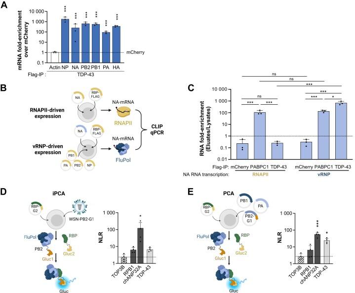 https://cdn.ncbi.nlm.nih.gov/pmc/blobs/18a9/11229366/30702f254b00/gkae291fig5.jpg