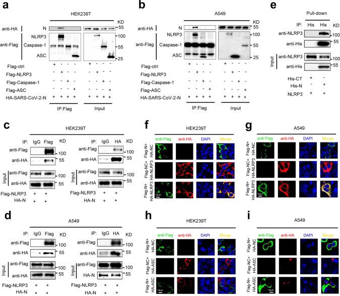 https://cdn.ncbi.nlm.nih.gov/pmc/blobs/18a9/8329225/20c92f984572/41467_2021_25015_Fig3_HTML.jpg