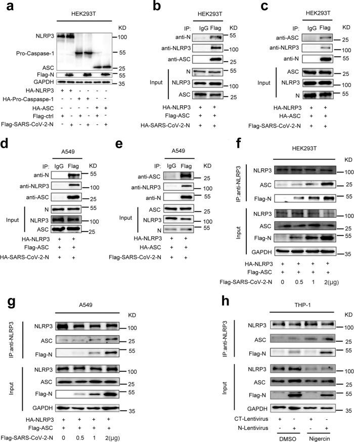 https://cdn.ncbi.nlm.nih.gov/pmc/blobs/18a9/8329225/c461312e3a18/41467_2021_25015_Fig5_HTML.jpg