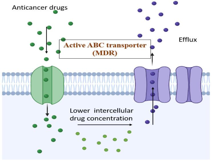 https://cdn.ncbi.nlm.nih.gov/pmc/blobs/18a9/9224881/79f71a548a5e/life-12-00811-g001.jpg