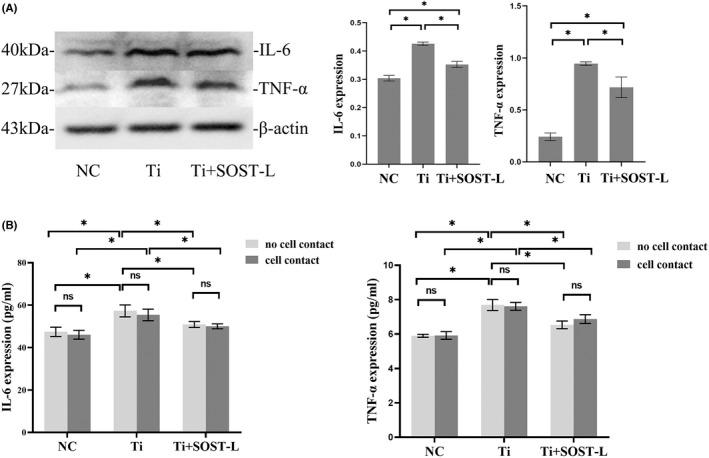 https://cdn.ncbi.nlm.nih.gov/pmc/blobs/18a9/9345295/51cf95d38312/JCMM-26-4371-g008.jpg