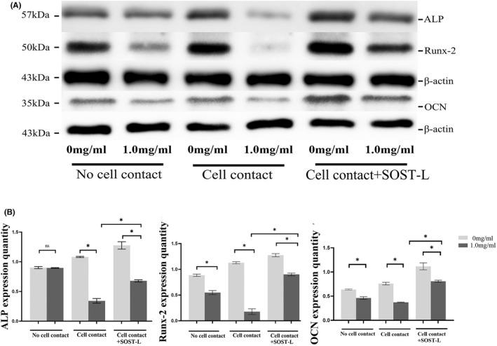 https://cdn.ncbi.nlm.nih.gov/pmc/blobs/18a9/9345295/5d57509f7c70/JCMM-26-4371-g003.jpg