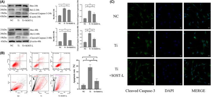 https://cdn.ncbi.nlm.nih.gov/pmc/blobs/18a9/9345295/753b56972027/JCMM-26-4371-g005.jpg
