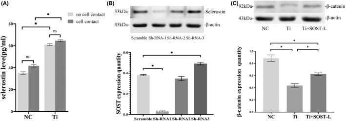 https://cdn.ncbi.nlm.nih.gov/pmc/blobs/18a9/9345295/ec05610a65f7/JCMM-26-4371-g001.jpg