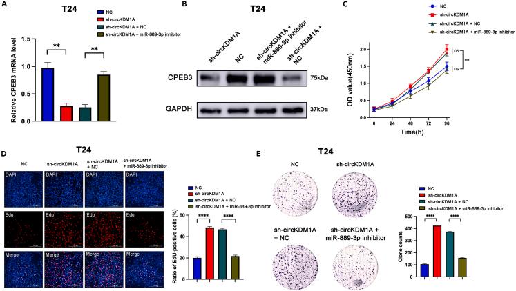 https://cdn.ncbi.nlm.nih.gov/pmc/blobs/18ad/11022052/93e3f4daf459/gr6.jpg