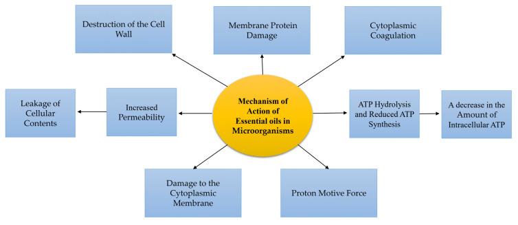 https://cdn.ncbi.nlm.nih.gov/pmc/blobs/18ad/9781695/19772f8d8816/molecules-27-08999-g002.jpg