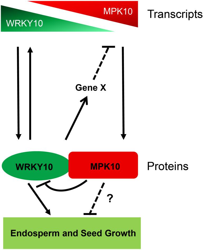 https://cdn.ncbi.nlm.nih.gov/pmc/blobs/18ae/8062763/c6001c0df6f3/fpls-12-640346-g006.jpg