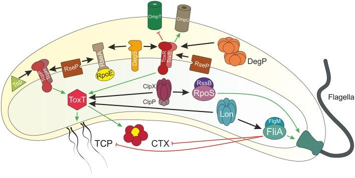 https://cdn.ncbi.nlm.nih.gov/pmc/blobs/18b0/6598108/fa29d32d8bc2/fcimb-09-00214-g0001.jpg