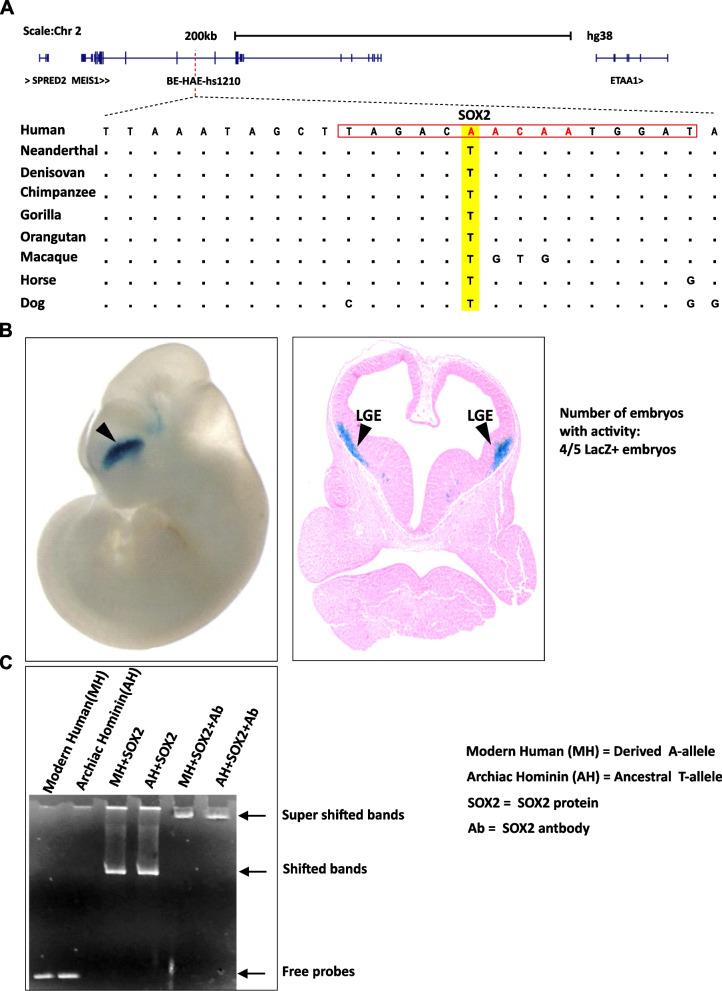 https://cdn.ncbi.nlm.nih.gov/pmc/blobs/18b1/10053400/834749c39070/12860_2023_474_Fig1_HTML.jpg