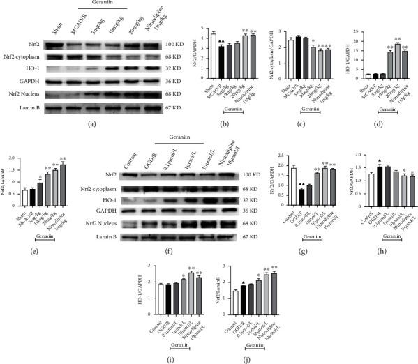 https://cdn.ncbi.nlm.nih.gov/pmc/blobs/18b2/8881129/b4057e1fa46e/OMCL2022-2152746.006.jpg