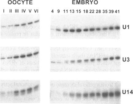 https://cdn.ncbi.nlm.nih.gov/pmc/blobs/18b3/307473/0382b75e4a5b/nar00023-0113-a.jpg