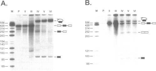https://cdn.ncbi.nlm.nih.gov/pmc/blobs/18b3/307473/2e62813e971f/nar00023-0114-a.jpg