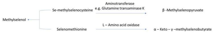 https://cdn.ncbi.nlm.nih.gov/pmc/blobs/18b4/8657714/0f77950828eb/ijms-22-12952-g003.jpg