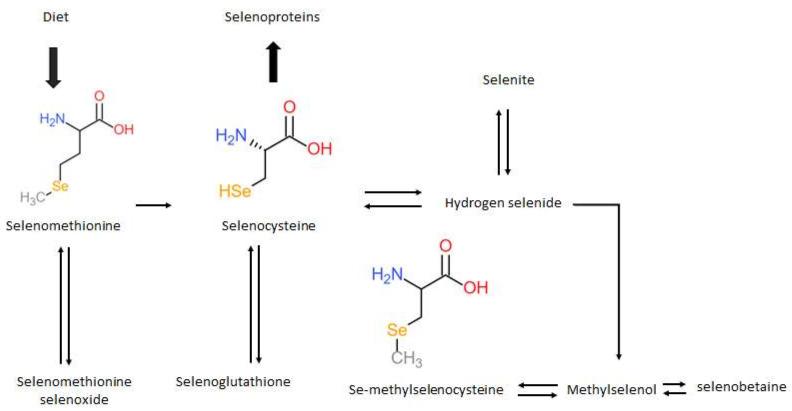 https://cdn.ncbi.nlm.nih.gov/pmc/blobs/18b4/8657714/cf41b61741e1/ijms-22-12952-g002.jpg