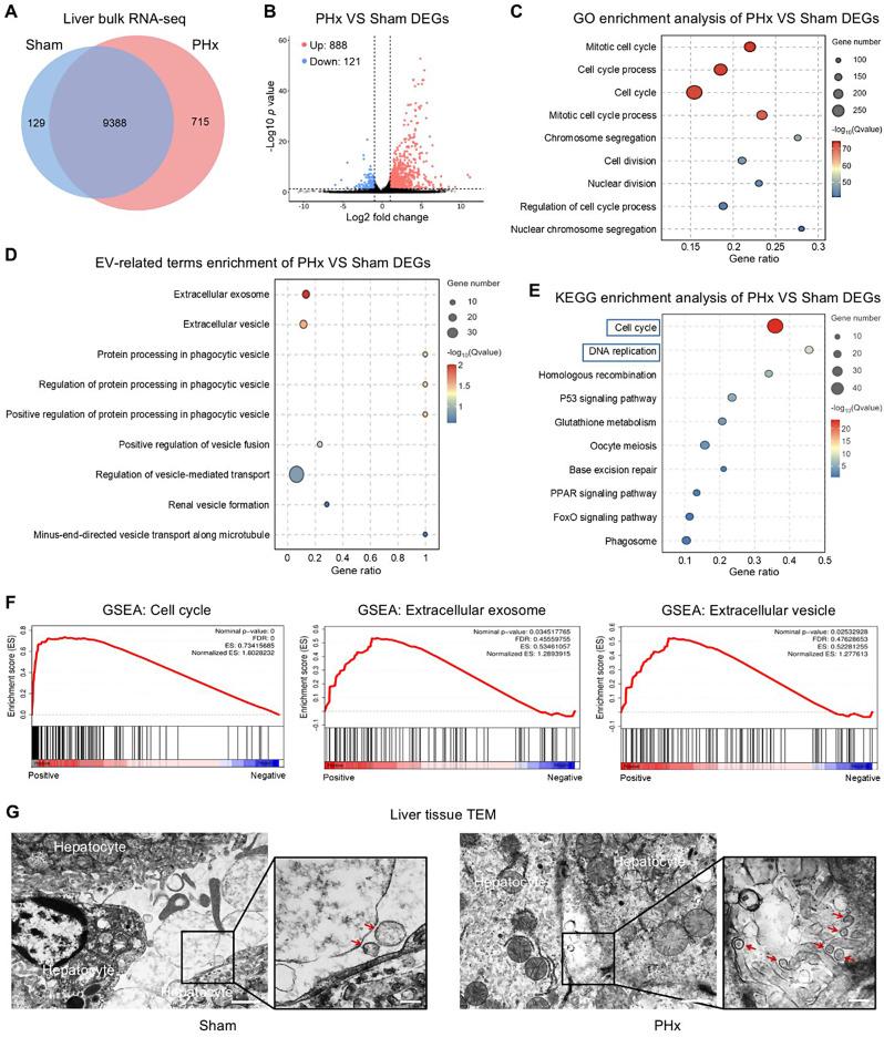 https://cdn.ncbi.nlm.nih.gov/pmc/blobs/18b7/11363633/ea2dd190988c/12951_2024_2790_Fig1_HTML.jpg