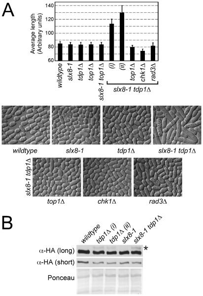 https://cdn.ncbi.nlm.nih.gov/pmc/blobs/18b7/3048374/929fb278b5ad/pgen.1001320.g002.jpg