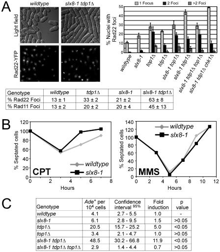 https://cdn.ncbi.nlm.nih.gov/pmc/blobs/18b7/3048374/9a2638d6d84c/pgen.1001320.g003.jpg