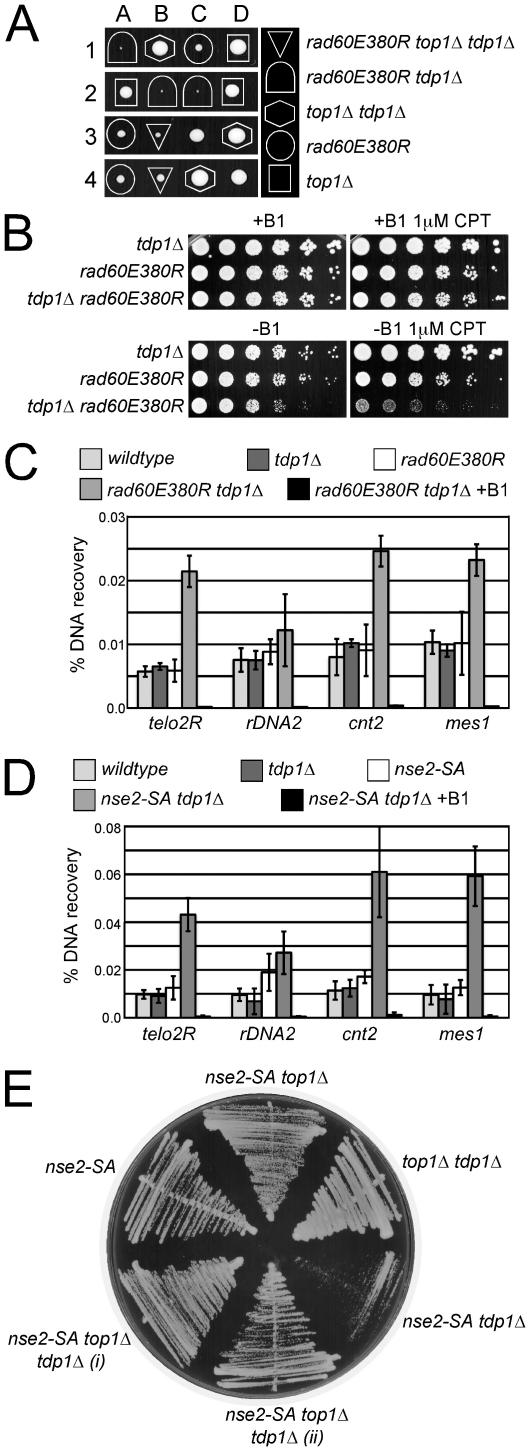 https://cdn.ncbi.nlm.nih.gov/pmc/blobs/18b7/3048374/e9b32ff39ccf/pgen.1001320.g004.jpg