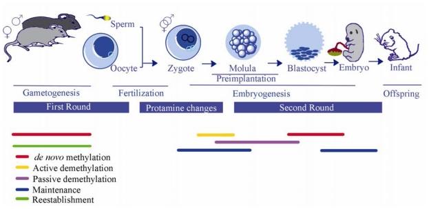https://cdn.ncbi.nlm.nih.gov/pmc/blobs/18b7/3257095/17d21329a8aa/ijms-12-08661f2.jpg
