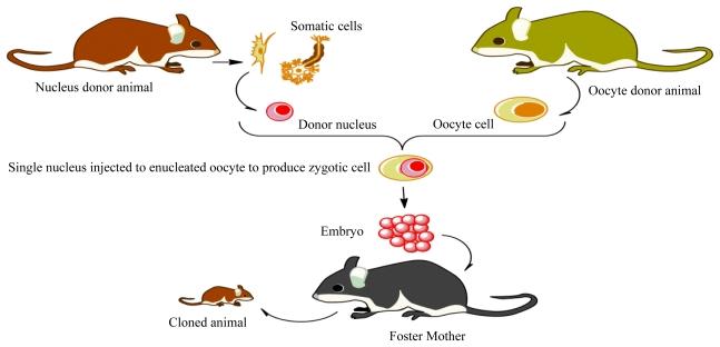 https://cdn.ncbi.nlm.nih.gov/pmc/blobs/18b7/3257095/f8e765ca2cc6/ijms-12-08661f1.jpg