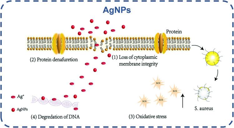 https://cdn.ncbi.nlm.nih.gov/pmc/blobs/18b8/9831006/f3c6b8cbadec/fbioe-10-1069932-g008.jpg