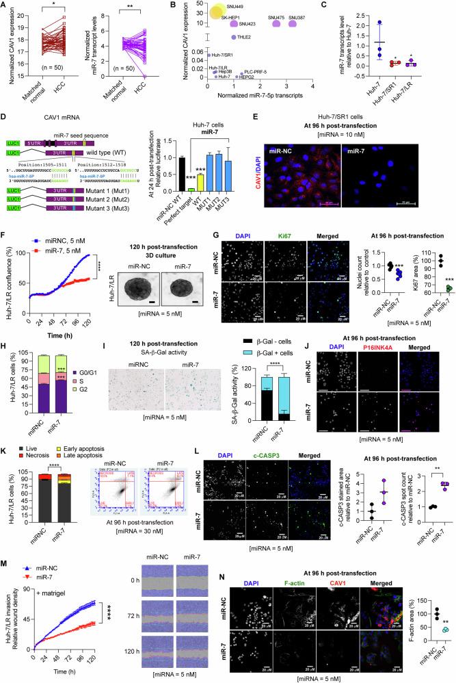 https://cdn.ncbi.nlm.nih.gov/pmc/blobs/18b9/12297225/1d4e464c174d/41419_2025_7887_Fig5_HTML.jpg