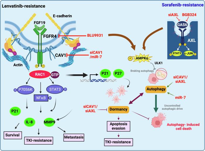 https://cdn.ncbi.nlm.nih.gov/pmc/blobs/18b9/12297225/2640d619a18e/41419_2025_7887_Fig8_HTML.jpg