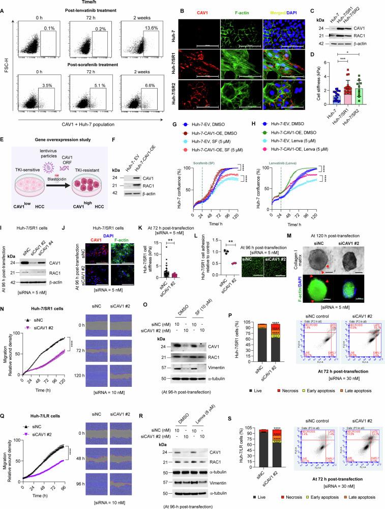https://cdn.ncbi.nlm.nih.gov/pmc/blobs/18b9/12297225/af0650200d3b/41419_2025_7887_Fig2_HTML.jpg
