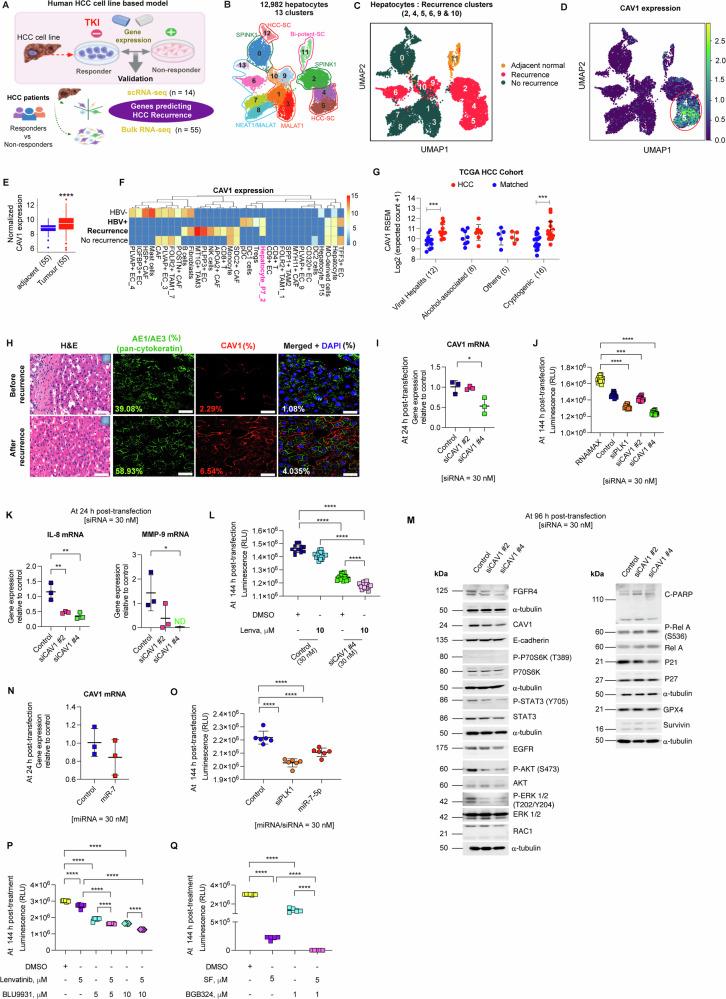 https://cdn.ncbi.nlm.nih.gov/pmc/blobs/18b9/12297225/b5357668a251/41419_2025_7887_Fig7_HTML.jpg