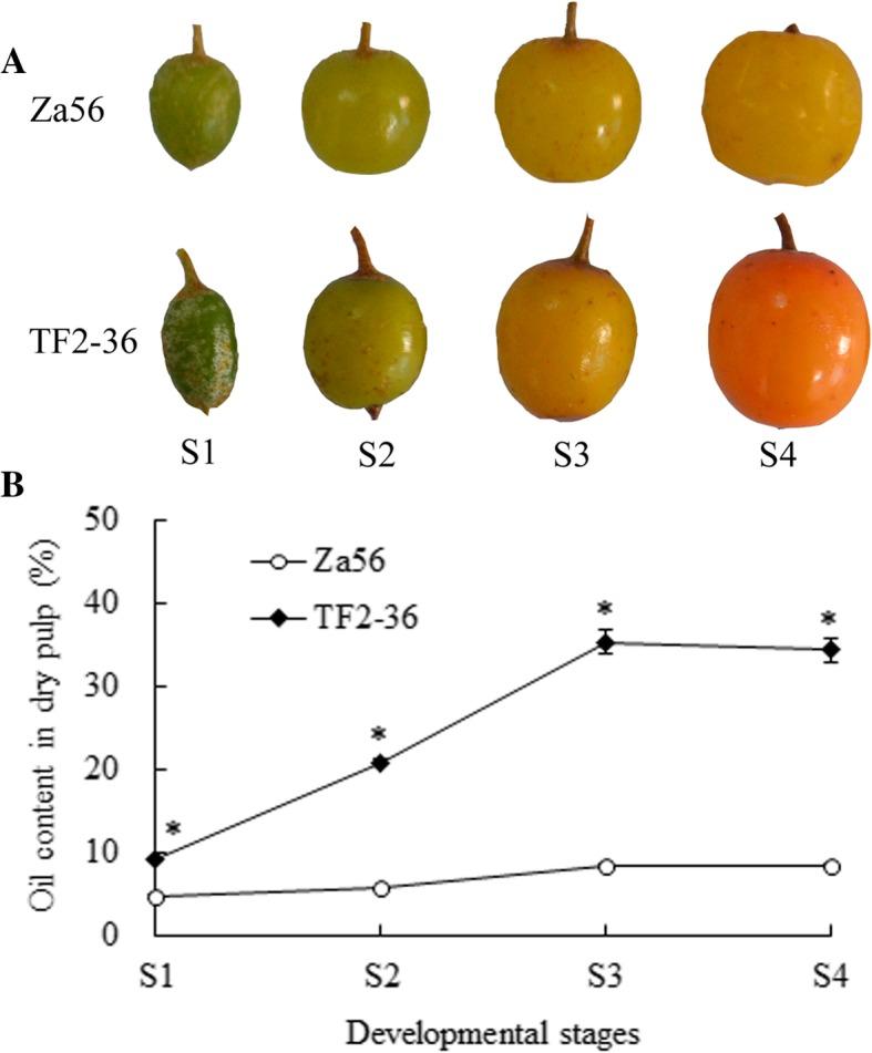 https://cdn.ncbi.nlm.nih.gov/pmc/blobs/18b9/6528223/29c5ea106e5c/12870_2019_1815_Fig1_HTML.jpg