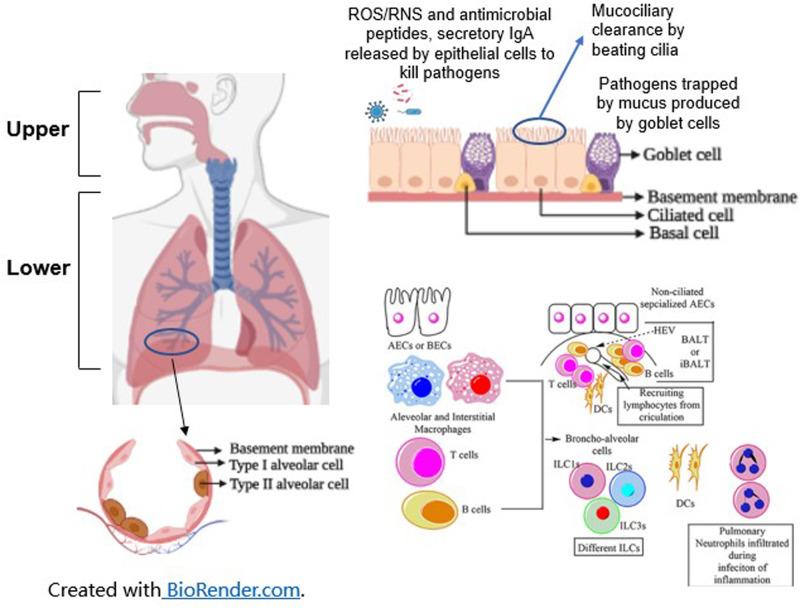 https://cdn.ncbi.nlm.nih.gov/pmc/blobs/18ba/11379627/6db234d90afa/41372_2024_1973_Fig1_HTML.jpg
