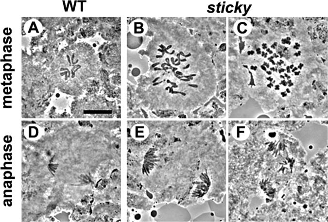 https://cdn.ncbi.nlm.nih.gov/pmc/blobs/18bd/2172139/1fc0d2aaed6a/200402157f1.jpg