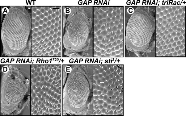 https://cdn.ncbi.nlm.nih.gov/pmc/blobs/18bd/2172139/9bbb778665d6/200402157f7.jpg