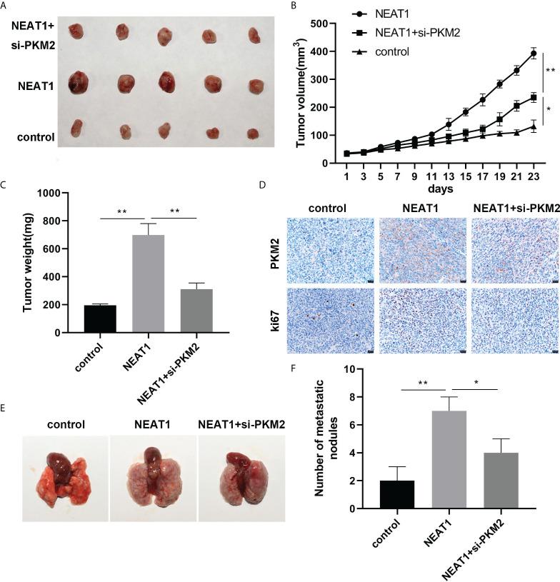 https://cdn.ncbi.nlm.nih.gov/pmc/blobs/18bd/9521570/368e55058eeb/fonc-12-928022-g005.jpg
