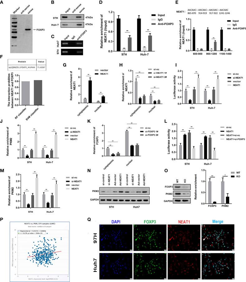 https://cdn.ncbi.nlm.nih.gov/pmc/blobs/18bd/9521570/c470746416e5/fonc-12-928022-g002.jpg