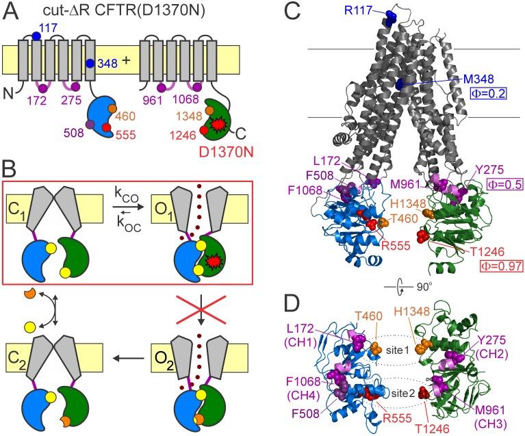 https://cdn.ncbi.nlm.nih.gov/pmc/blobs/18c5/5626490/9db3f4c6b5cb/elife-29013-fig1.jpg
