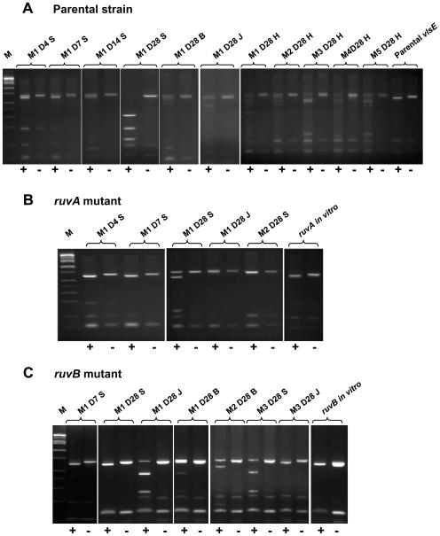 https://cdn.ncbi.nlm.nih.gov/pmc/blobs/18cd/2780311/bf6f8e99ceb1/ppat.1000679.g001.jpg