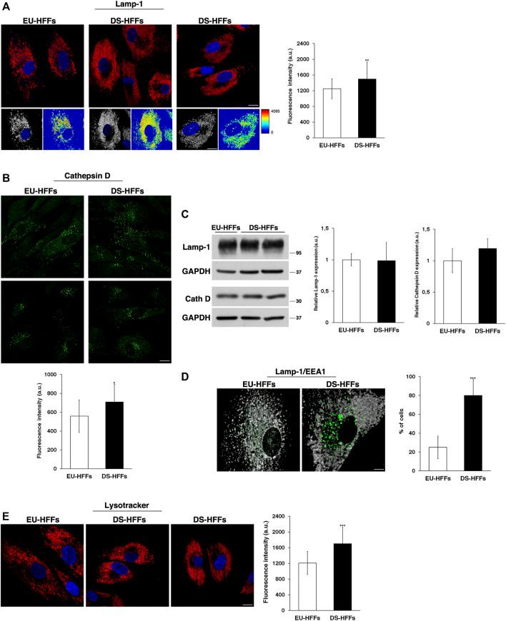 https://cdn.ncbi.nlm.nih.gov/pmc/blobs/18cd/9136301/1033a66573f2/fgene-13-867989-g008.jpg