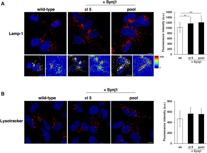 https://cdn.ncbi.nlm.nih.gov/pmc/blobs/18cd/9136301/d3adacab06fb/fgene-13-867989-g010.jpg