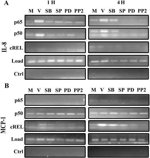 https://cdn.ncbi.nlm.nih.gov/pmc/blobs/18ce/2797044/06e8847b3a1c/mv-v15-2879-f4.jpg