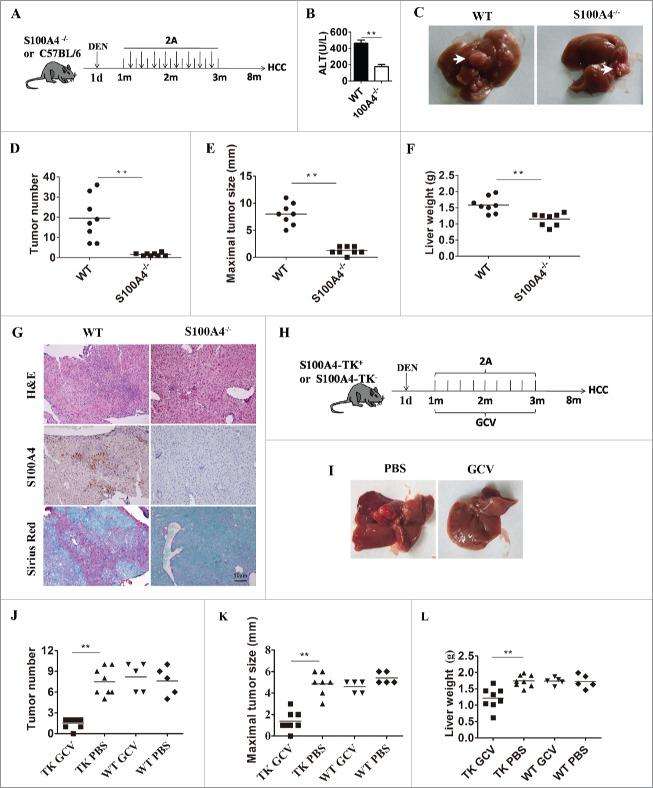 https://cdn.ncbi.nlm.nih.gov/pmc/blobs/18d1/5889198/0d7a1d0f529a/koni-07-04-1296996-g004.jpg