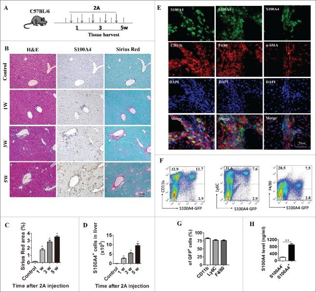 https://cdn.ncbi.nlm.nih.gov/pmc/blobs/18d1/5889198/ee5776ececfe/koni-07-04-1296996-g002.jpg