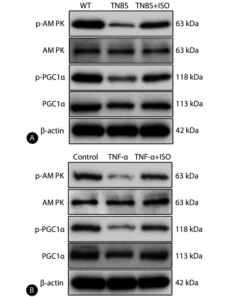 https://cdn.ncbi.nlm.nih.gov/pmc/blobs/18d3/11536240/21c37ec38e2a/scdxxbyxb-55-5-1175-7.jpg