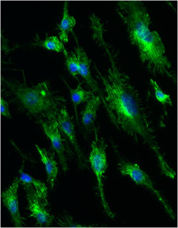 https://cdn.ncbi.nlm.nih.gov/pmc/blobs/18d4/11168750/258b05f8beff/BRIEIM-000005-022001_1-g001.jpg