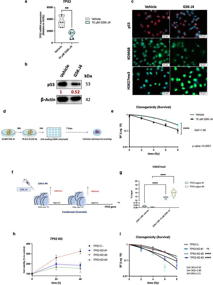 https://cdn.ncbi.nlm.nih.gov/pmc/blobs/18db/10577134/fef187f65eb5/41392_2023_1639_Fig4_HTML.jpg