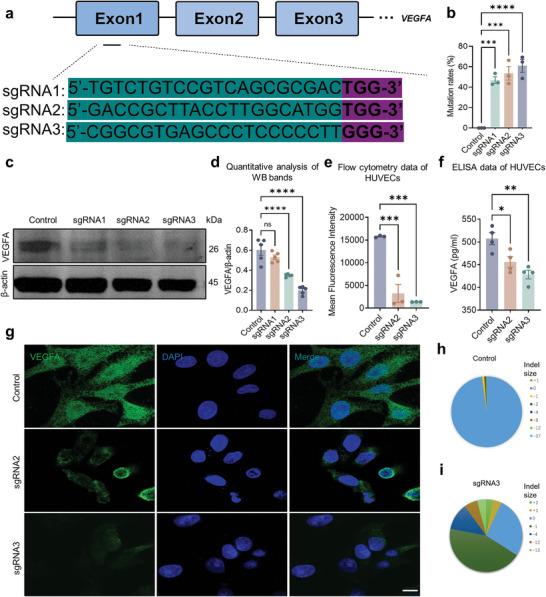 https://cdn.ncbi.nlm.nih.gov/pmc/blobs/18db/11220714/001cb19475a8/ADVS-11-2401710-g006.jpg